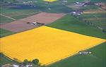 Oilseed Rape Image